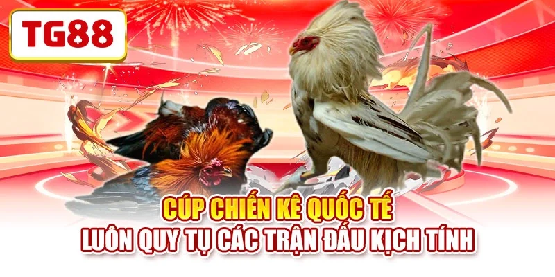 Cúp chiến kê quốc tế luôn quy tụ các trận đấu kịch tính