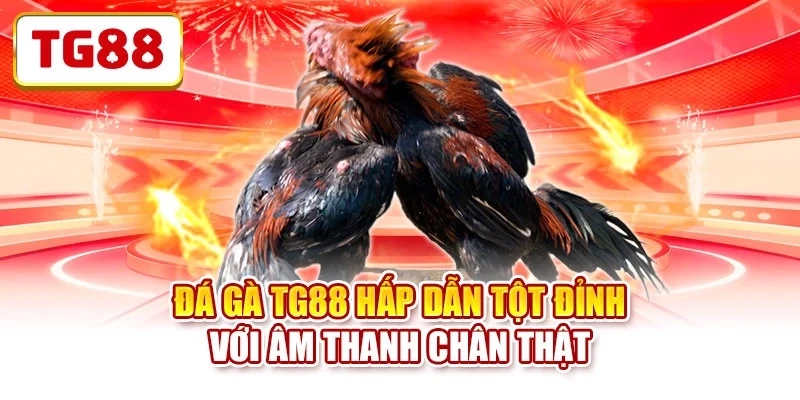 Đá gà TG88 hấp dẫn tột đỉnh với âm thanh chân thật