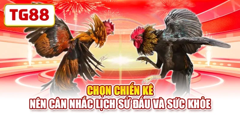 Chọn chiến kê nên cân nhắc lịch sử đấu và sức khỏe